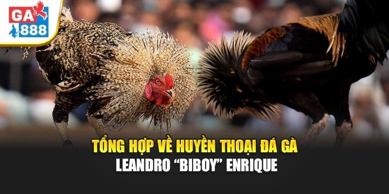 Tổng Hợp Về Huyền Thoại Đá Gà Leandro “Biboy” Enrique Tại GA888