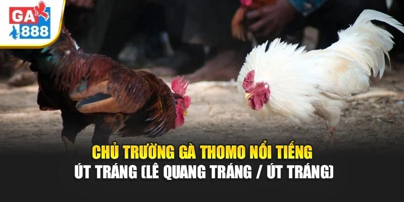 Chủ Trường Gà Thomo Nổi Tiếng Út Tráng (Lê Quang Tráng / Út Tráng) Tại GA888