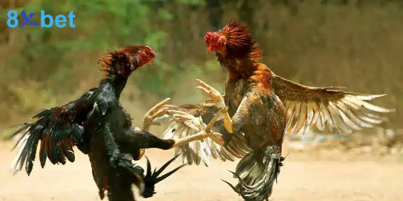 Đá gà cựa dao – Trải nghiệm các trận đấu kịch tính, hấp dẫn